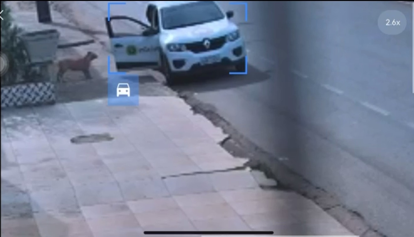 PROCURA-SE: Donos tentam localizar pet após carro de aplicativo capturar o bicho