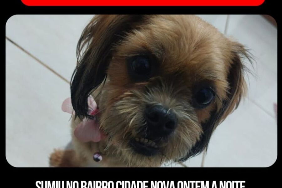 PROCURA-SE: Cachorrinha perdida na zona Sul de Porto Velho
