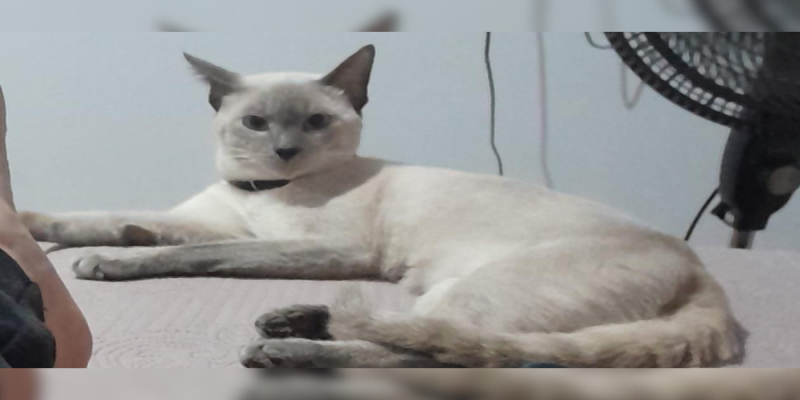 PROCURA-SE: Gato siamês desaparecido no bairro Agenor de Carvalho em Porto Velho